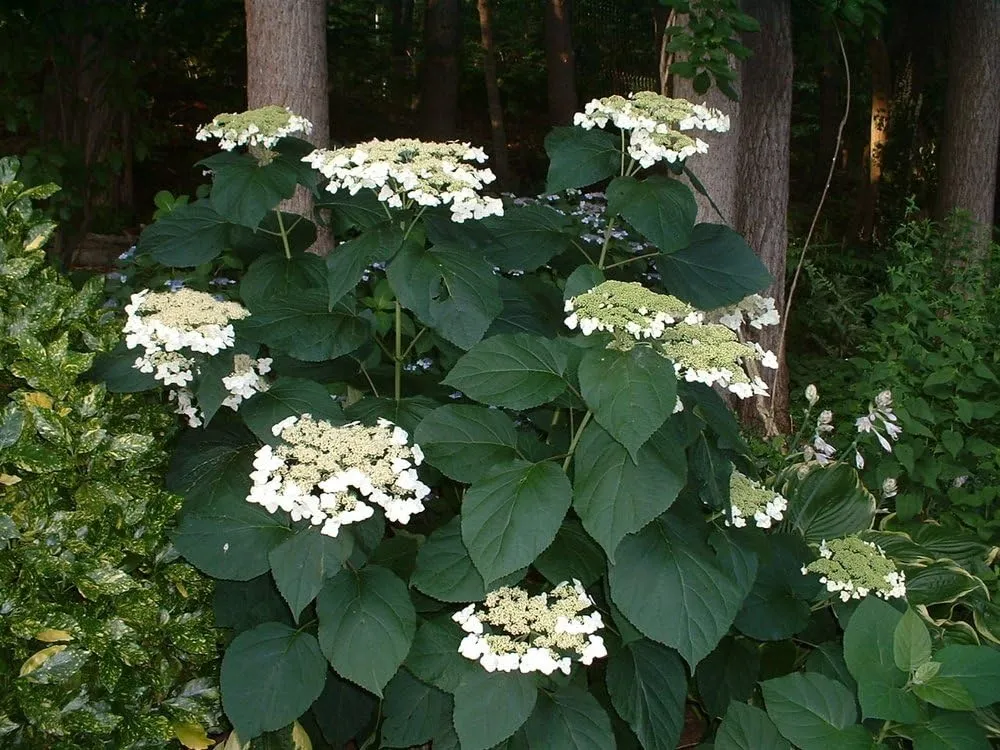 American Beauties Native Plants - Hydrangea arb. 'Haas' Halo' (Smooth Hydrangea) Shrub, white lacecap flowers, #3 - Size Container