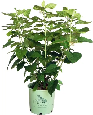American Beauties Native Plants - Hydrangea arb. 'Haas' Halo' (Smooth Hydrangea) Shrub, white lacecap flowers, #3 - Size Container