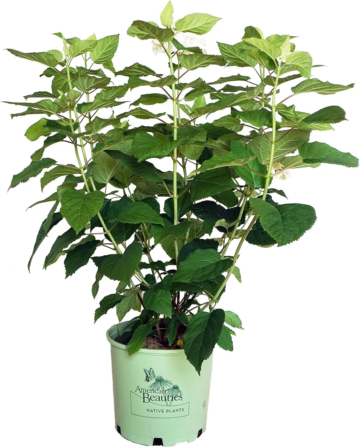 American Beauties Native Plants - Hydrangea arb. 'Haas' Halo' (Smooth Hydrangea) Shrub, white lacecap flowers, #3 - Size Container