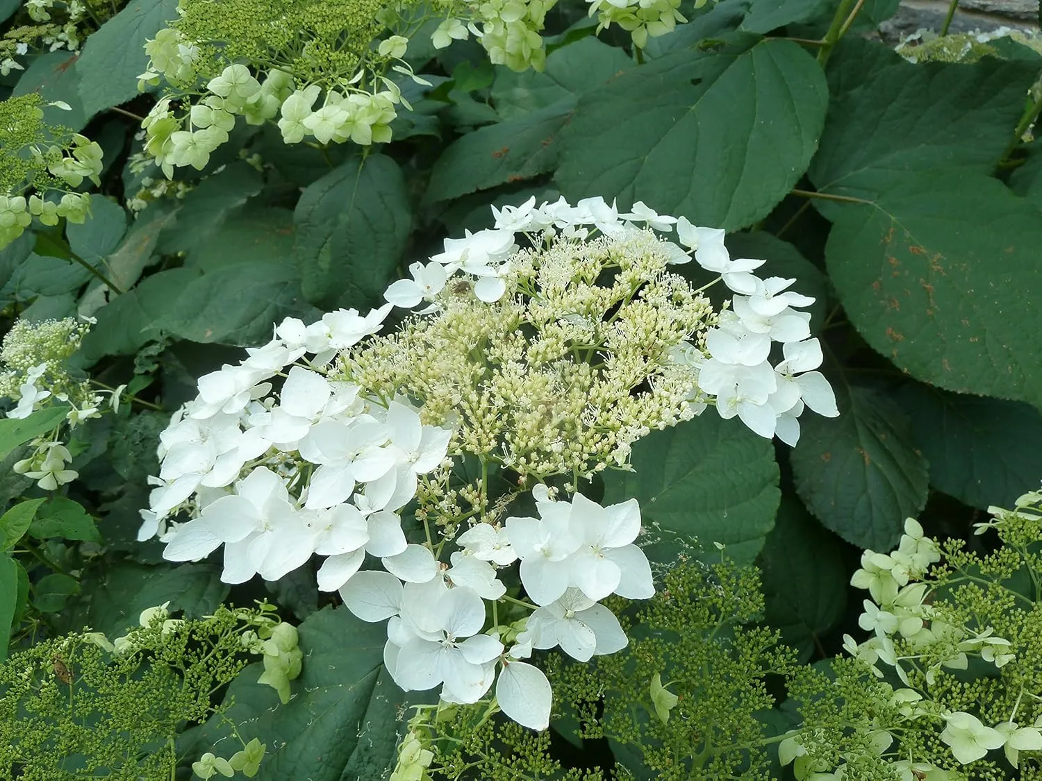 American Beauties Native Plants - Hydrangea arb. 'Haas' Halo' (Smooth Hydrangea) Shrub, white lacecap flowers, #3 - Size Container
