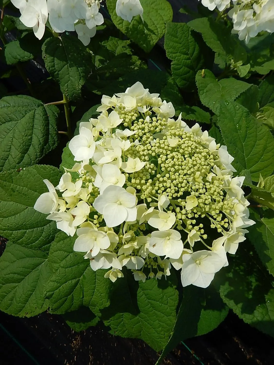 American Beauties Native Plants - Hydrangea arb. 'Haas' Halo' (Smooth Hydrangea) Shrub, white lacecap flowers, #3 - Size Container